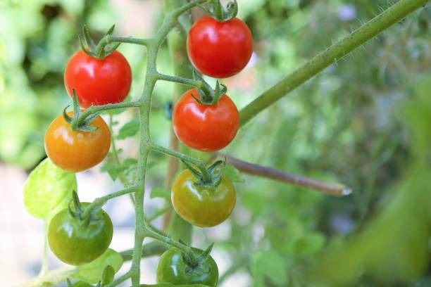 istock Tomatoes, ripe and unripe cherry tomatos with green background and text space 839194378