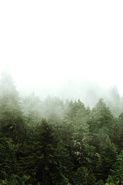 pino en la niebla - day washington state vertical outdoors fotografías e imágenes de stock