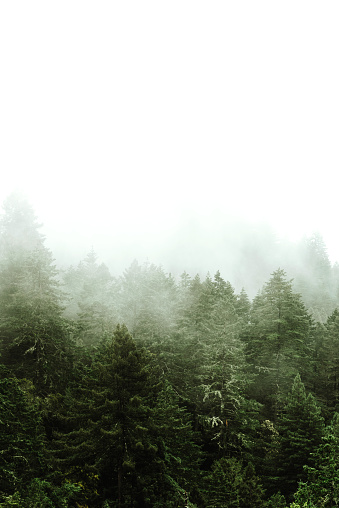 pine tree in the fog