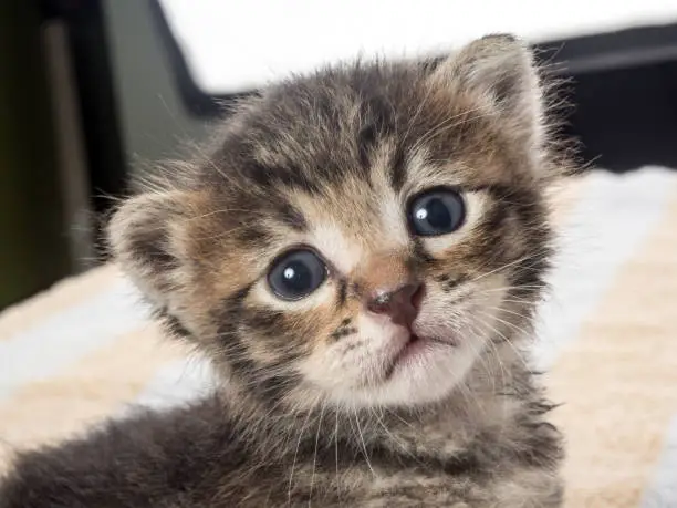Little baby kitten over soft towel in vet cabbinet