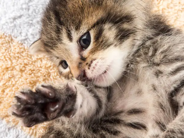 Little baby kitten over soft towel in vet cabbinet