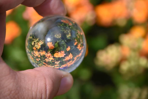 istock Flowers in the nursery Through a crystal ball 839198644