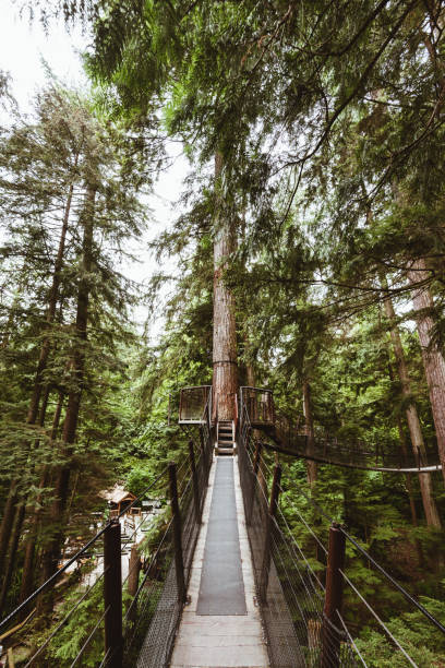 istock bridge in the forest in british columbia 839198984