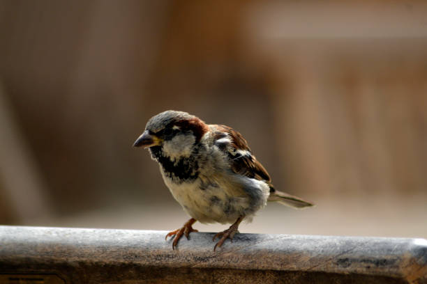 istock The small bird and the chair 839199592