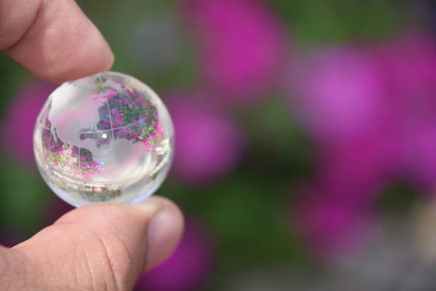 istock Flowers in the nursery Through a crystal ball 839200222