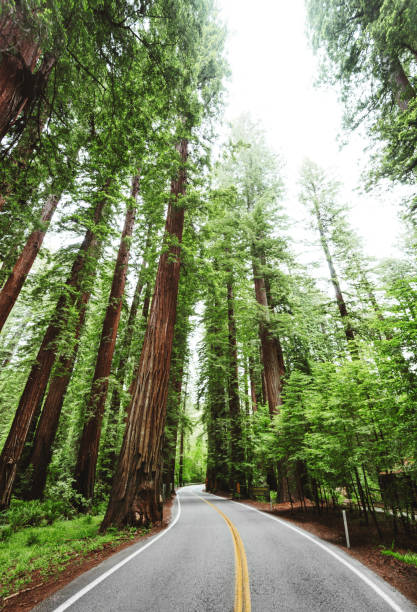 istock Redwood forest in california 839200378