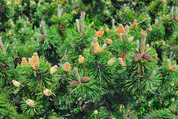 Mountain Pine(Pinus mugo)Sauerland,Germany Mountain Pine(Pinus mugo)in Sauerland at Kahler Asten Mountain near Winterberg,Germany winterberg photos stock pictures, royalty-free photos & images