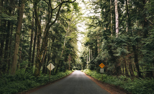 istock Redwood forest in california 839200572