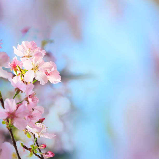istock realistic sakura cherry branch with blooming flowers with nice background color 839200830