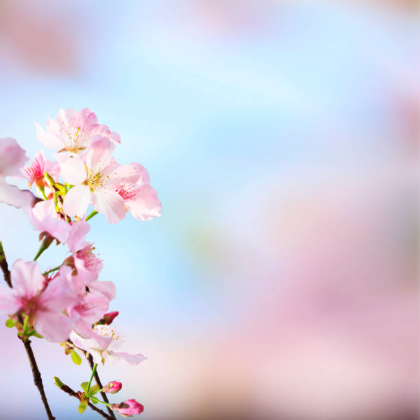 istock realistic sakura cherry branch with blooming flowers with nice background color 839200912