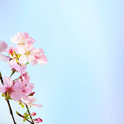 The realistic sakura cherry branch with blooming flowers with nice background color