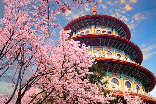 jardim de sakura beautiflu com céu bonito em taipei, taiwan - taipei - fotografias e filmes do acervo