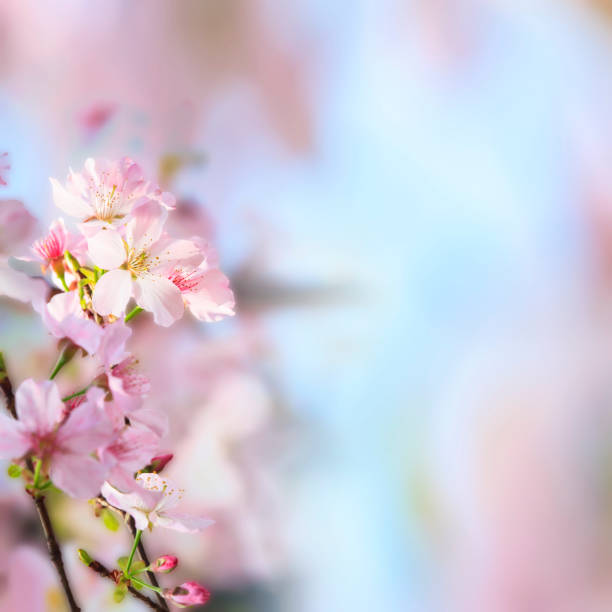 istock realistic sakura cherry branch with blooming flowers with nice background color 839213366