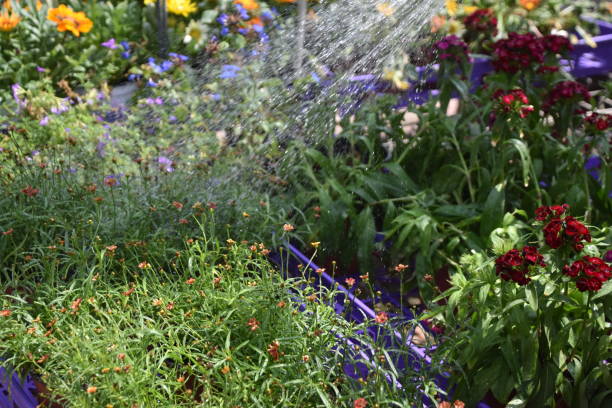 istock Watering flowers in the nursery 839213460