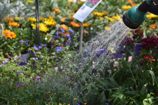 istock Watering flowers in the nursery 839213474