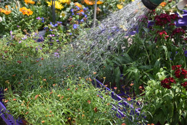 istock Watering flowers in the nursery 839213742