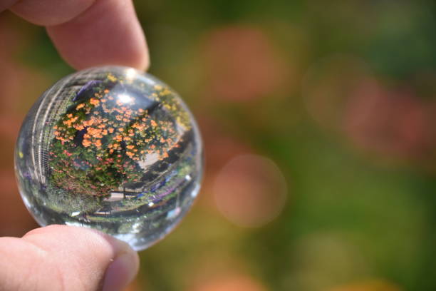 istock Flowers in the nursery Through a crystal ball 839216780