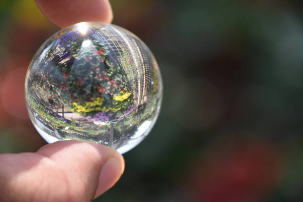 istock Flowers in the nursery Through a crystal ball 839216906