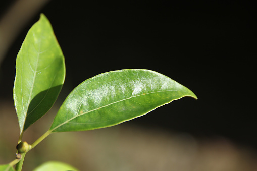 Close up Leaf of Cinnamomum camphora tree
