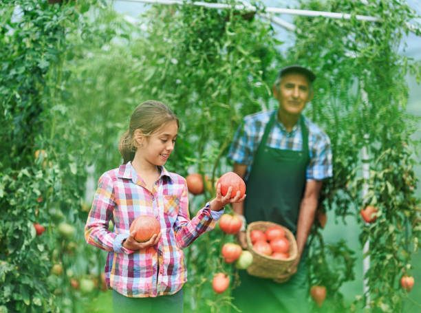 mature farmer and granddaughter collecting tomatoes - casual granddaughter farmer expressing positivity imagens e fotografias de stock