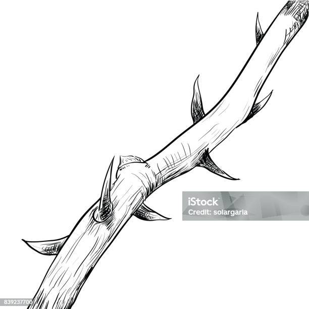 Hand Drawing Of Thornvector Illustration Stock Illustration - Download Image Now - Thorn, Branch - Plant Part, Rose - Flower