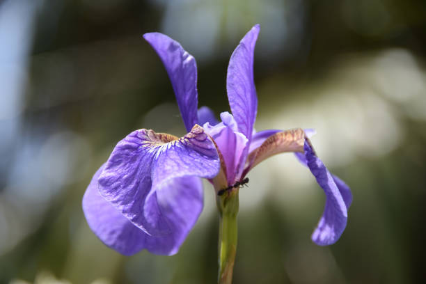 istock A beautiful purple iris flower photographed close-up 839242420