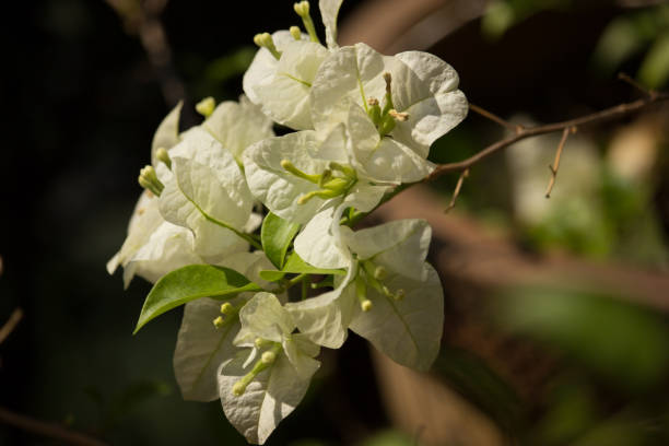 istock White Bougainvillea flower in dark background 839243246