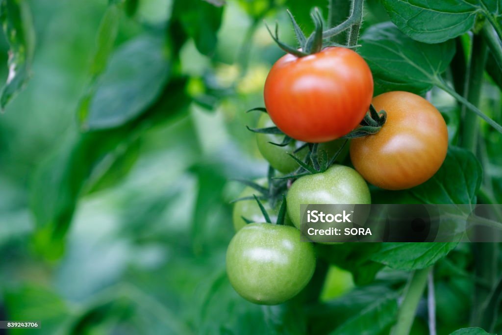 Tomato cultivation Cherry tomato Tomato Plant Stock Photo