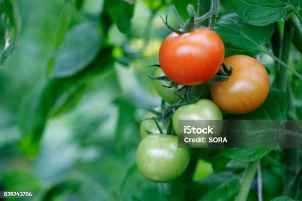 Tomato Cultivation Stock Photo - Download Image Now - Tomato Plant, Outdoors, Community Garden