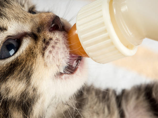 istock Little baby kitten suck pacifier in vet cabbinet 839249066