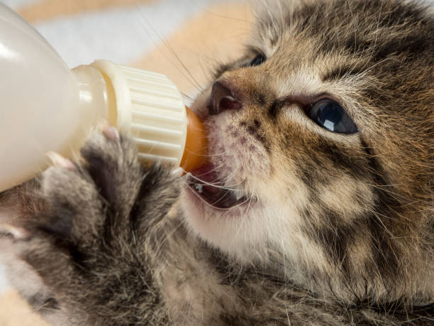 istock Little baby kitten suck pacifier in vet cabbinet 839249130