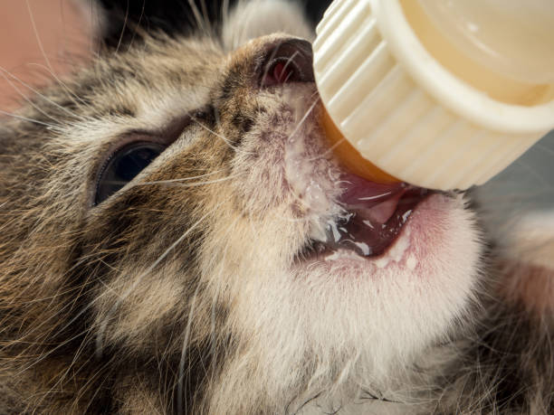 istock Little baby kitten suck pacifier in vet cabbinet 839249224