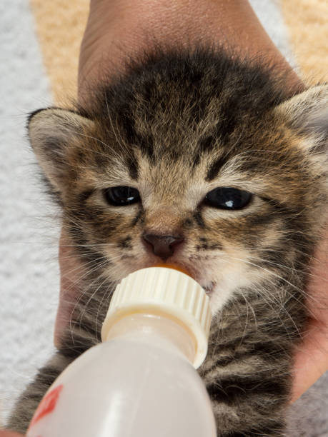 istock Little baby kitten suck pacifier in vet cabbinet 839249308