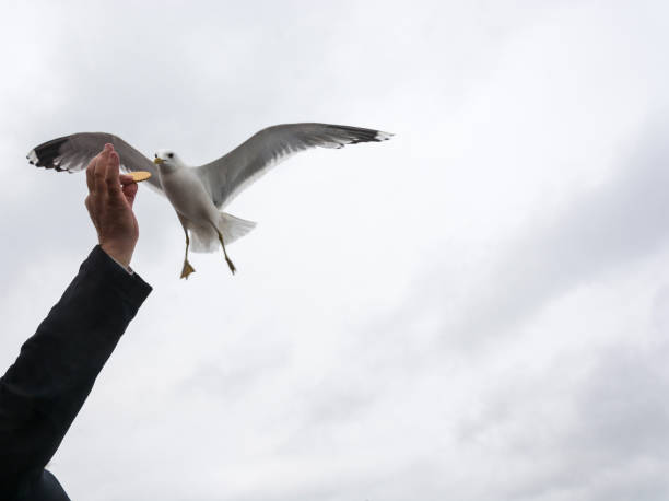 istock Gulls take the biscuit from the man's hands. 839259564