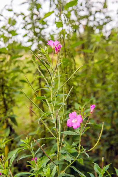 Closeup of a pink flowering great willowherb or  Epilobium Hirsutum plant growing in a wild nature area on a sunny day in the summer season.