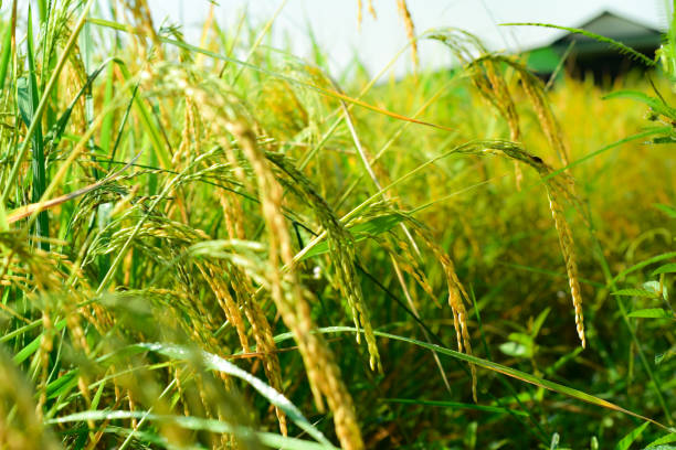 istock Rice fields in the Asian continent, beginning with rice. 839272252