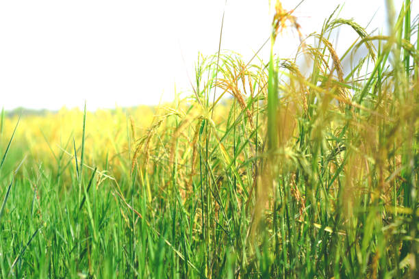 istock Rice fields in the Asian continent, beginning with rice. 839274934