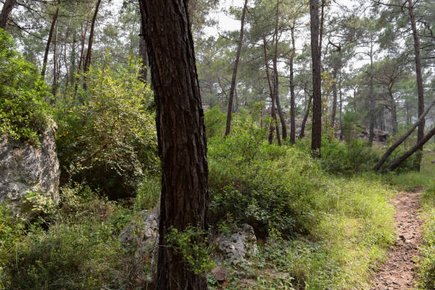 istock Kemer forest park. Flora of Turkey 839279512