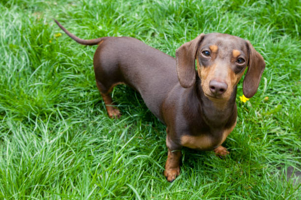 uma pé de dachshund miniatura na grama longa - basset alemão - fotografias e filmes do acervo