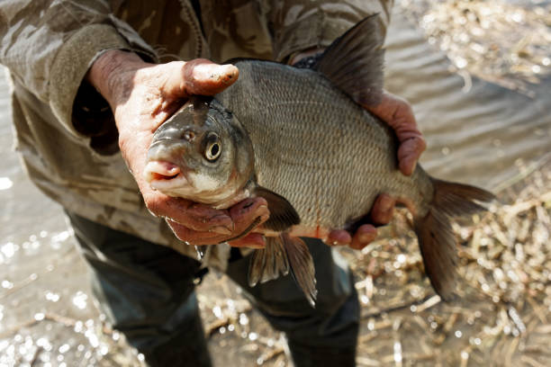 istock Big bream in fisherman's hand, toned 839280788