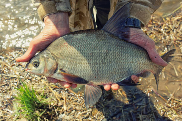 istock Big bream in fisherman's hand, toned 839287776