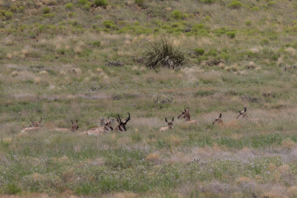 istock Pronghorn Herd in Rut 839288804