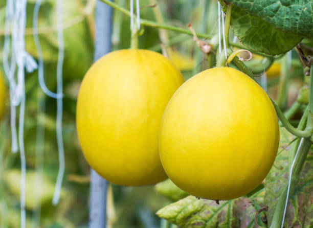istock Yellow melon growing in a greenhouse 839289004