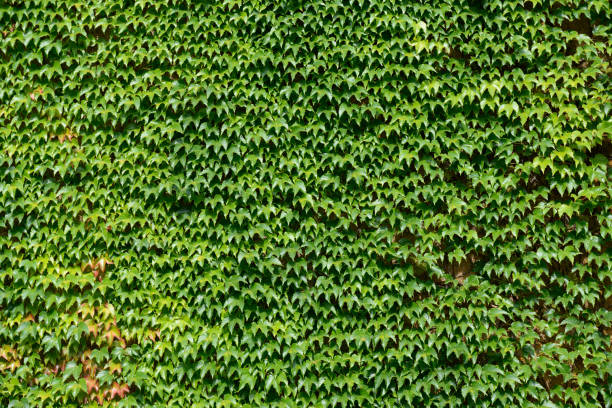 istock Ivy leaves covering a wall completely 839292936