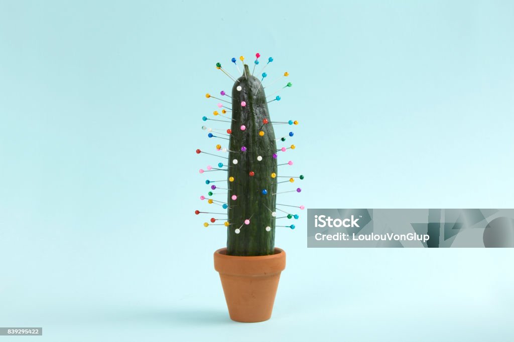 cactus voodoo a quirky cucumber into which pins are inserted like a voodoo doll. Minimal color still life photography Offbeat Stock Photo