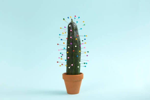 cactus voodoo a quirky cucumber into which pins are inserted like a voodoo doll. Minimal color still life photography conceptual realism photos stock pictures, royalty-free photos & images