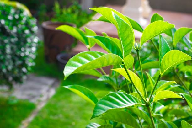 istock Close up green leaf on tree blurry bokeh background in garden. leaf in a field with leaves. Using wallpaper or background for nature, natural and refreshing 839296680