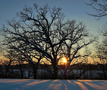 Sun shines through bare tree branches onto the snow