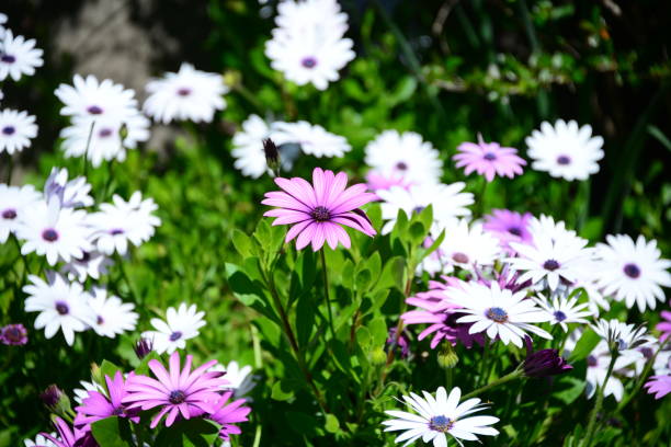 istock Magaritan flowering in Spain 839310728