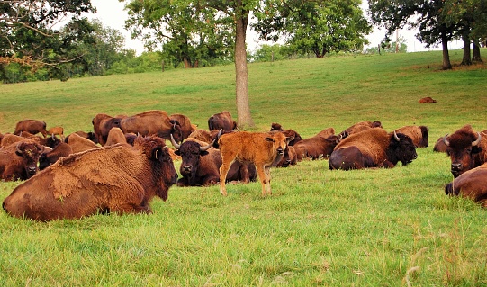A bison calf looks at the camera among a group of it's elders